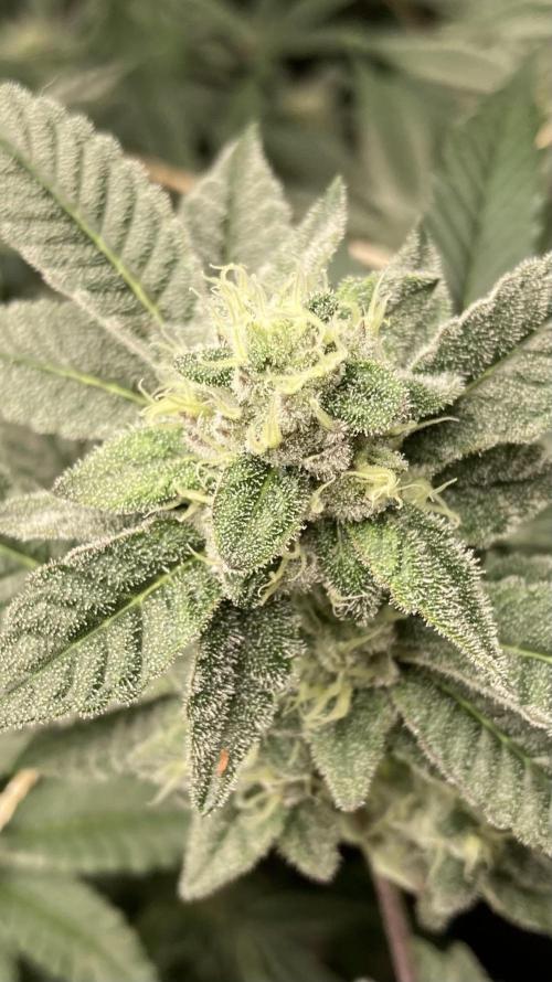 All Starz Clone (LIT Farms). Week 7
