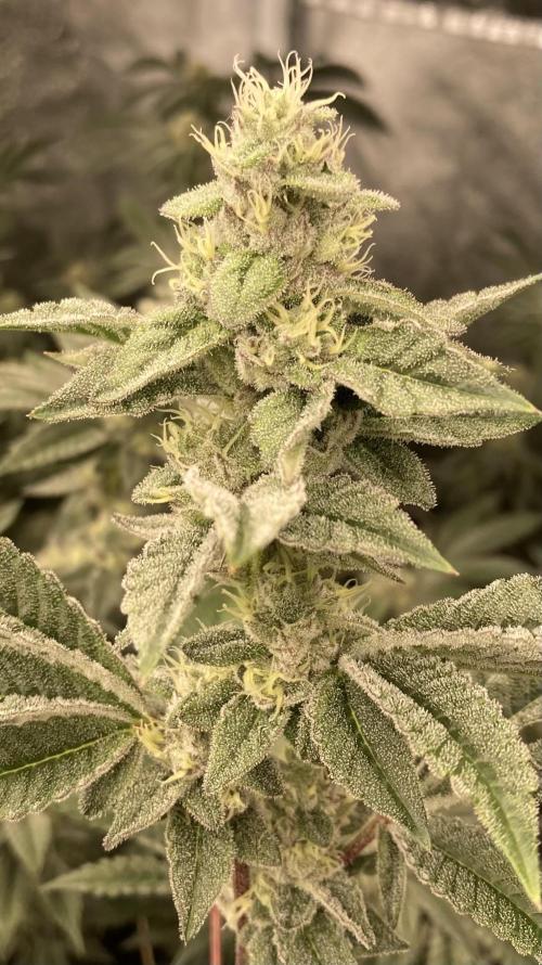 All Starz Clone (LIT Farms). Week 7