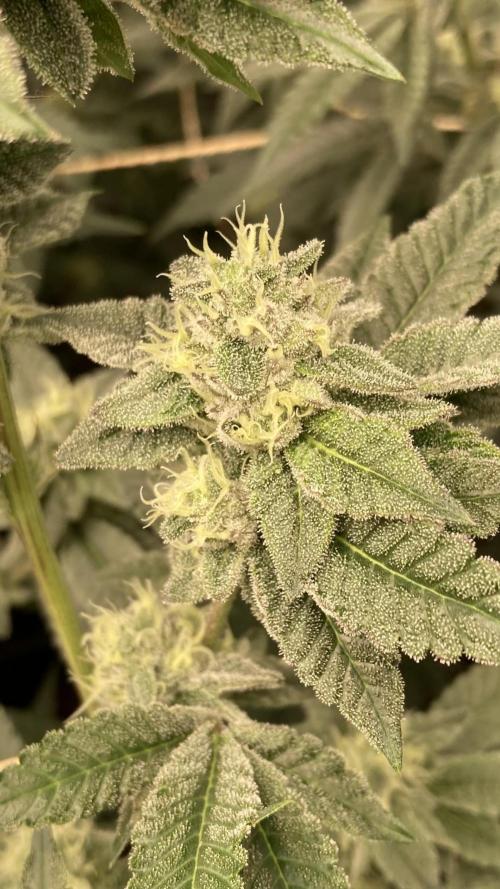 All Starz Clone (LIT Farms). Week 7