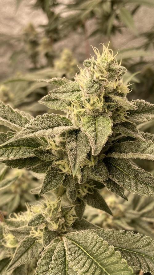 All Starz Clone (LIT Farms). Week 7