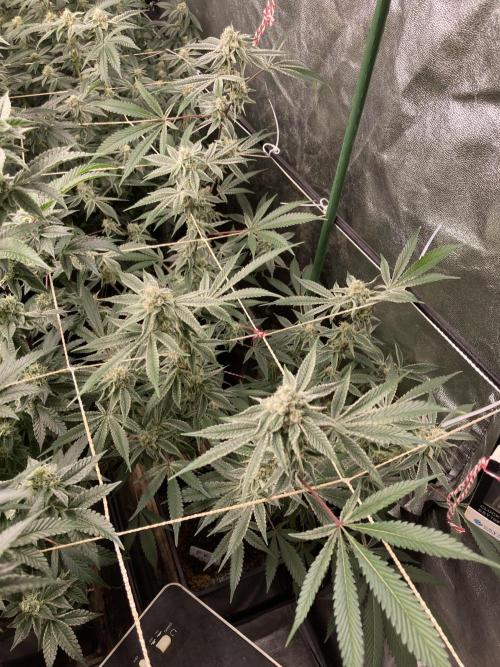 Platinum IX Clone (In House Genetics). Week 7