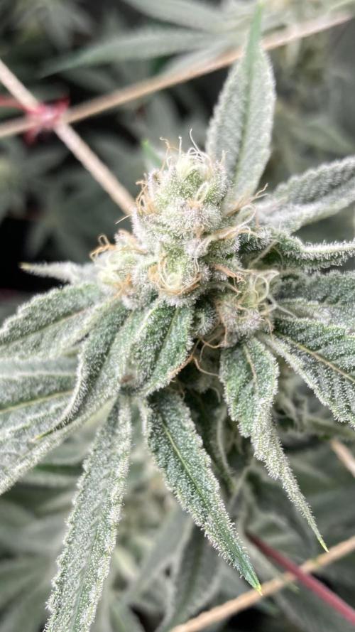 Platinum IX Clone (In House Genetics). Week 7
