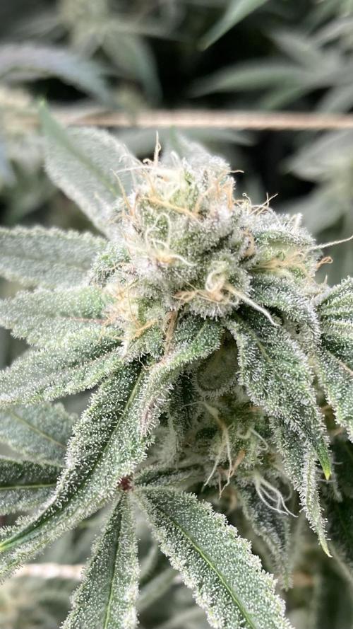 Platinum IX Clone (In House Genetics). Week 7
