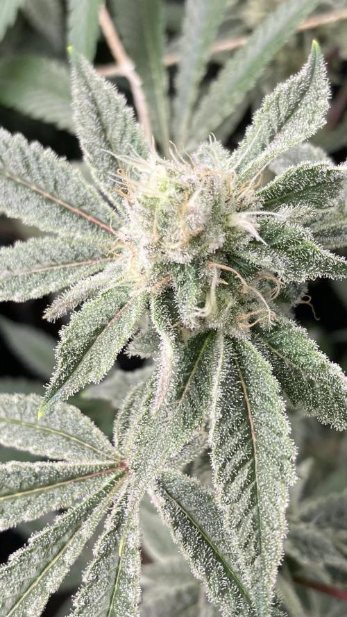 Platinum IX Clone (In House Genetics). Week 7