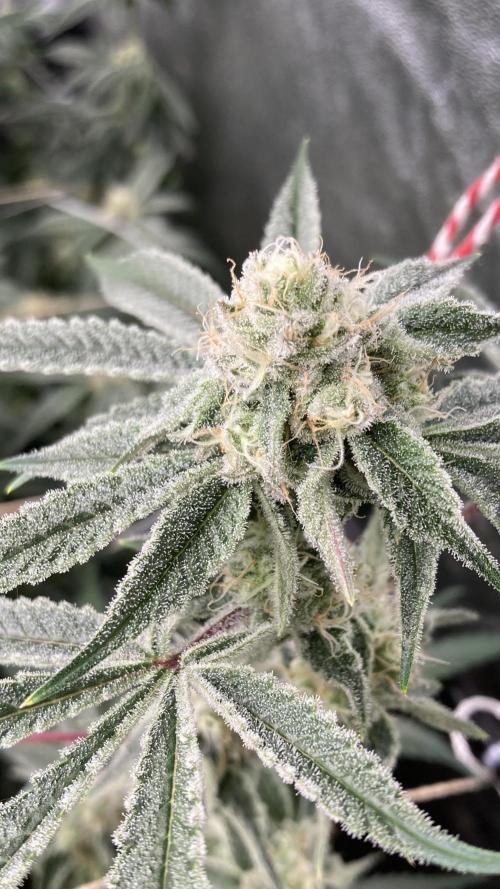 Platinum IX Clone (In House Genetics). Week 7