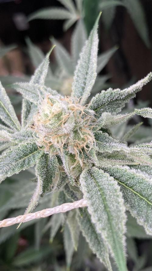 Platinum IX Clone (In House Genetics). Week 7