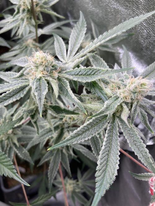 Platinum IX Clone (In House Genetics). Week 7