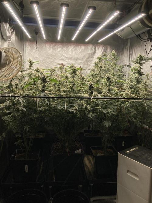 Platinum IX Clone (In House Genetics). Week 7