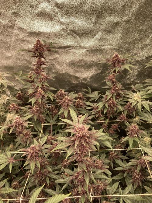 CN#6 aka Poras Purple (Relentless). Week 7