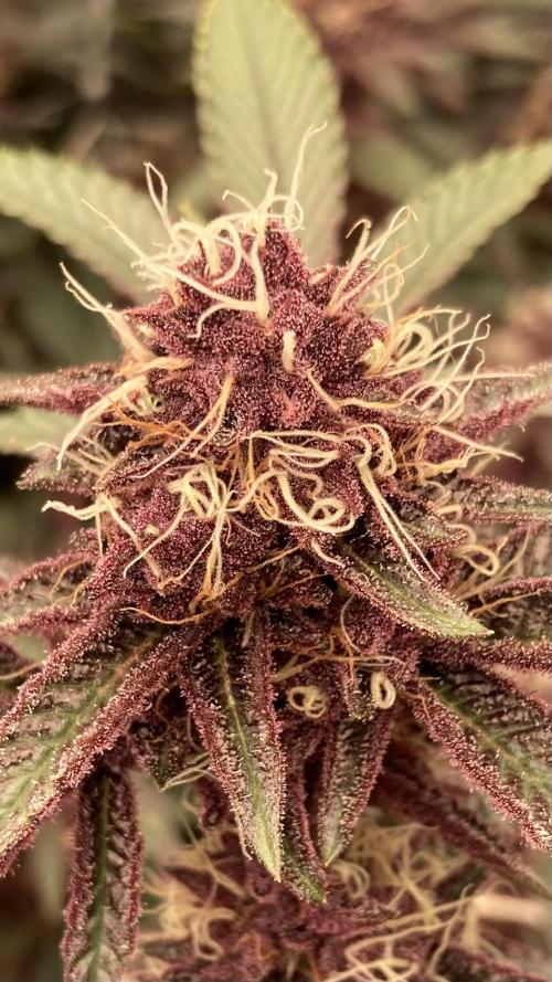 CN#6 aka Poras Purple (Relentless). Week 7