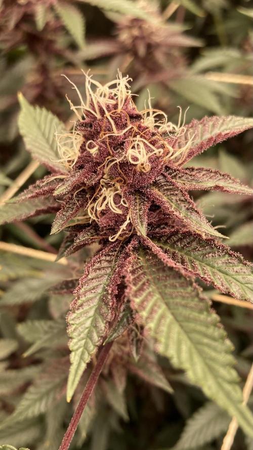 CN#6 aka Poras Purple (Relentless). Week 7