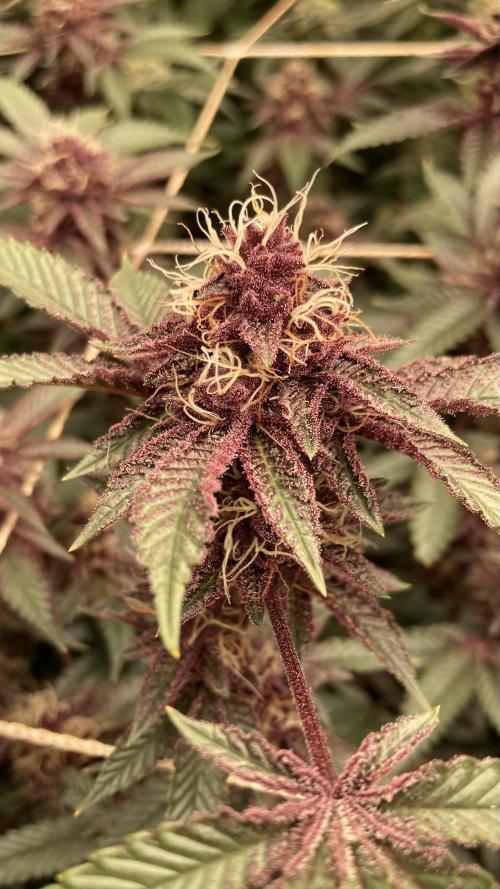 CN#6 aka Poras Purple (Relentless). Week 7