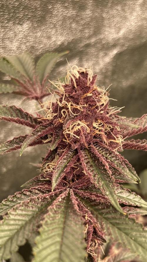CN#6 aka Poras Purple (Relentless). Week 7