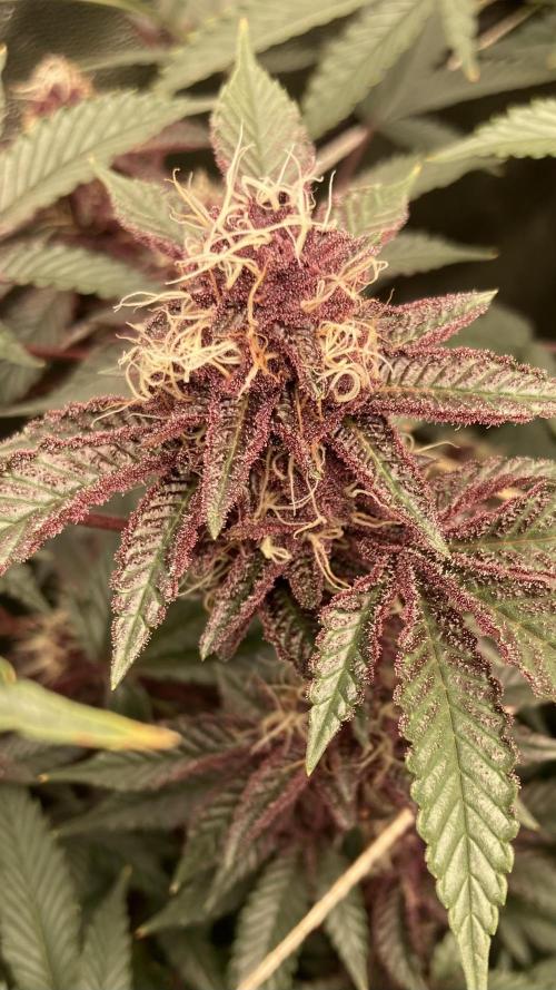 CN#6 aka Poras Purple (Relentless). Week 7
