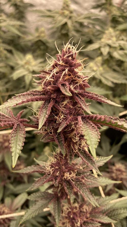 CN#6 aka Poras Purple (Relentless). Week 7