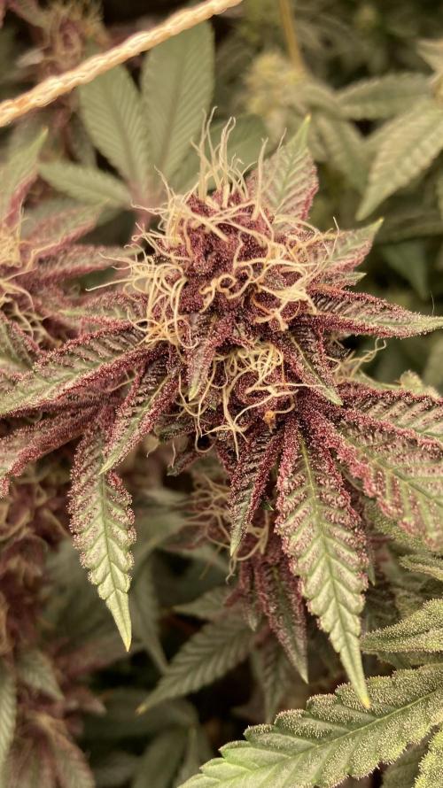 CN#6 aka Poras Purple (Relentless). Week 7
