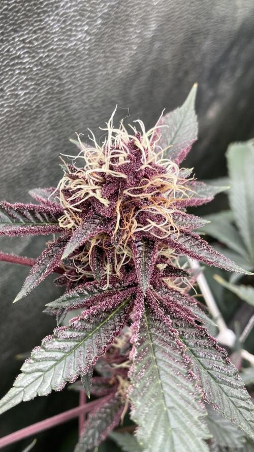 CN#6 aka Poras Purple (Relentless). Week 7
