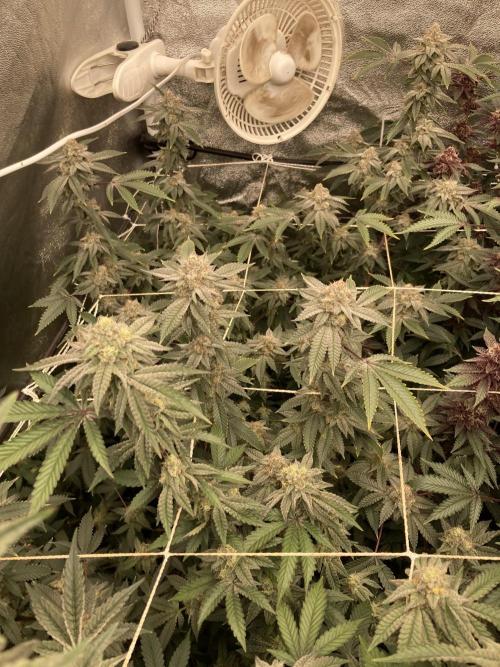 CN#2 (Relentless Genetics). Week 7