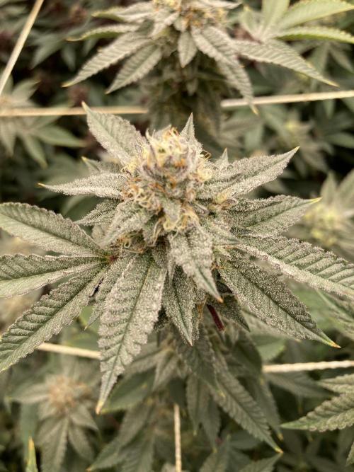 CN#2 (Relentless Genetics). Week 7