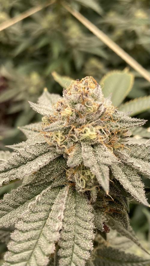 CN#2 (Relentless Genetics). Week 7