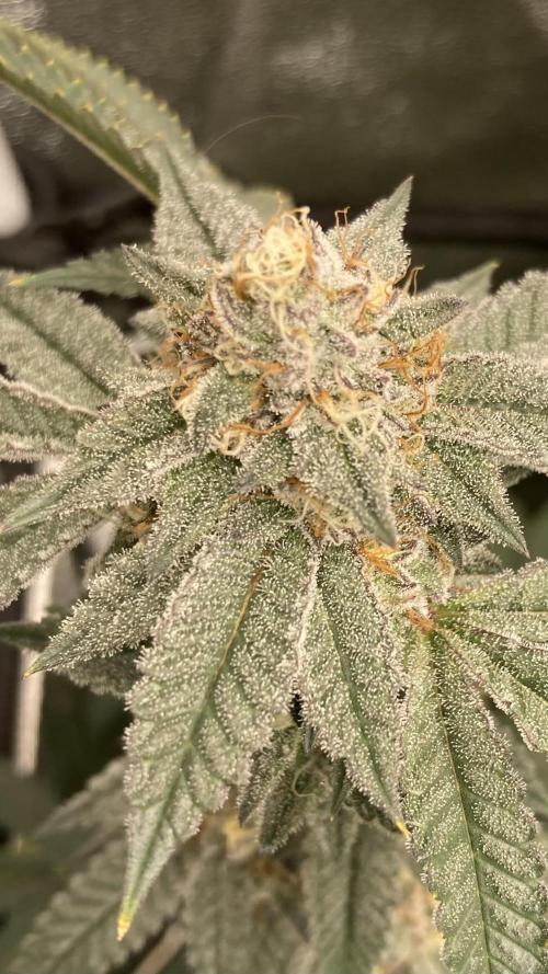 CN#2 (Relentless Genetics). Week 7