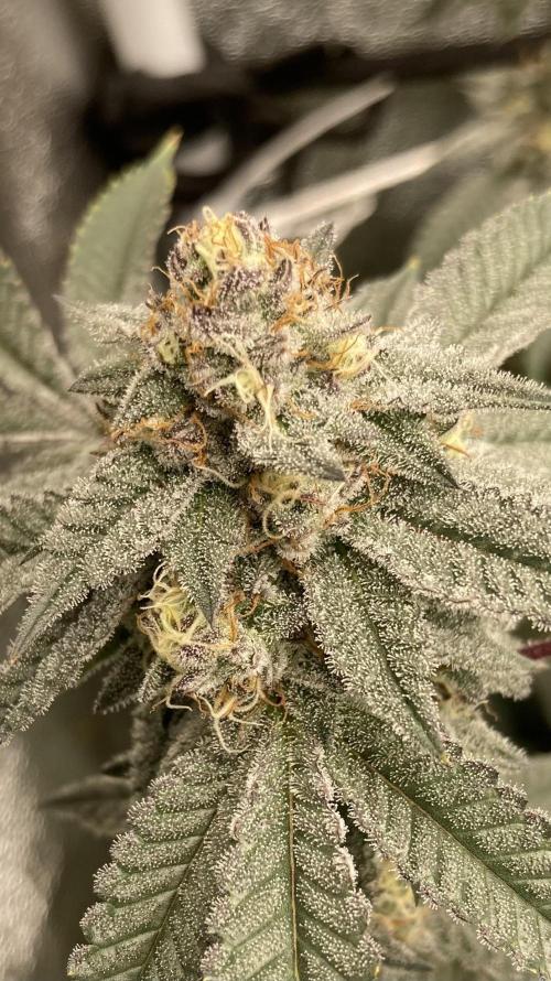 CN#2 (Relentless Genetics). Week 7