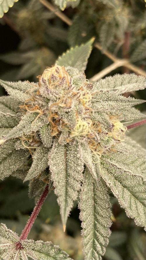 CN#2 (Relentless Genetics). Week 7