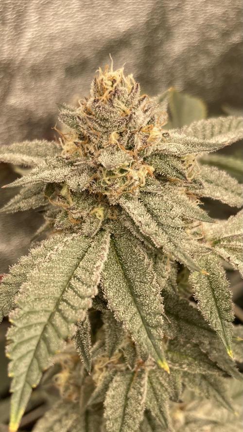 CN#2 (Relentless Genetics). Week 7