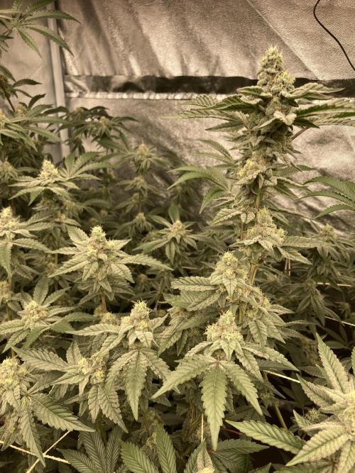 Gas Cream Runtz Clone (LIT Farms). Week 7
