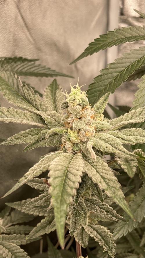 Gas Cream Runtz Clone (LIT Farms). Week 7