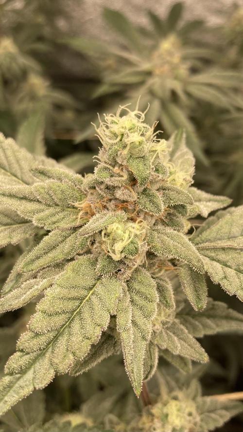 Gas Cream Runtz Clone (LIT Farms). Week 7