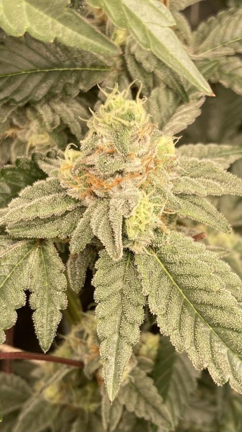 Gas Cream Runtz Clone (LIT Farms). Week 7