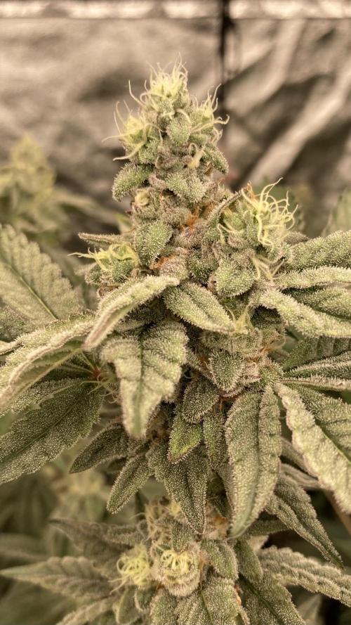 Gas Cream Runtz Clone (LIT Farms). Week 7