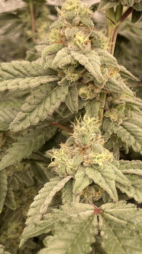 Gas Cream Runtz Clone (LIT Farms). Week 7