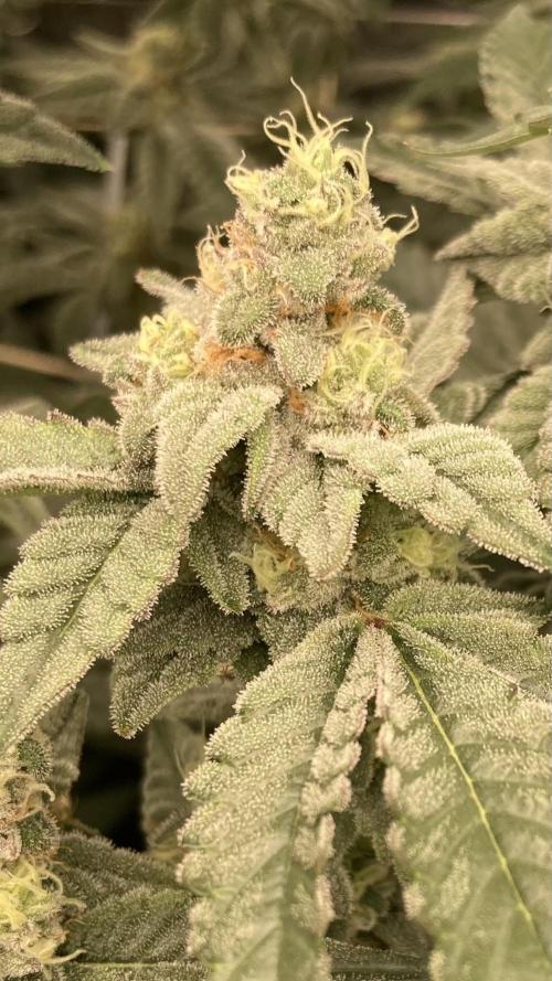 Gas Cream Runtz Clone (LIT Farms). Week 7