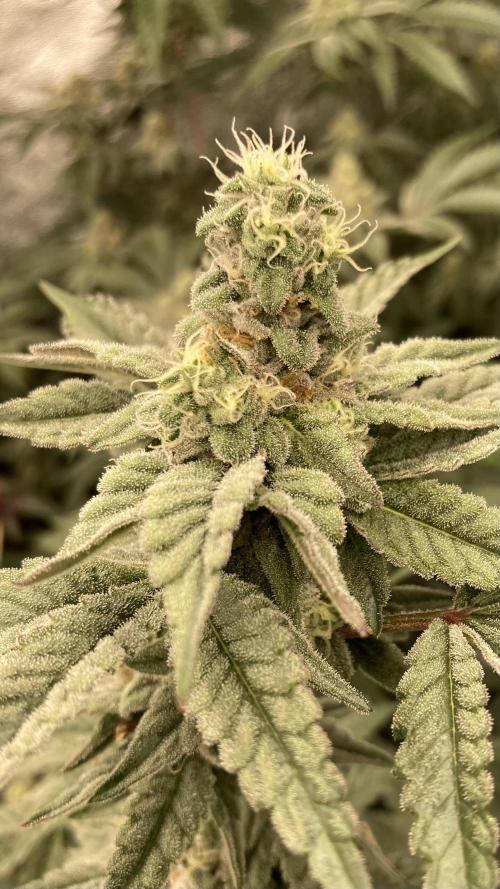 Gas Cream Runtz Clone (LIT Farms). Week 7