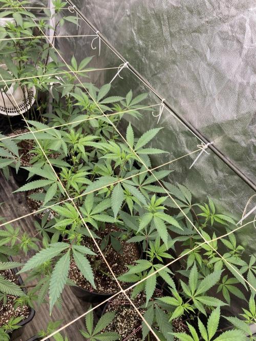 Gas Cream Runtz Clones (LIT Farms). Week 2
