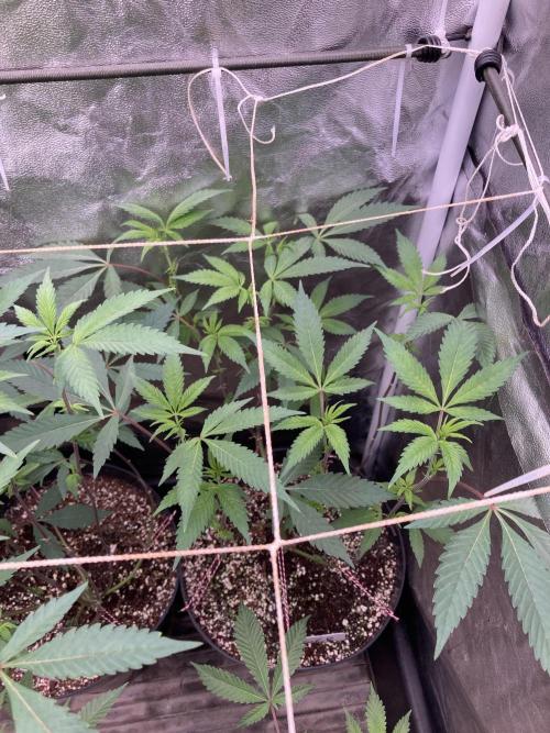 Gas Cream Runtz Clones (LIT Farms). Week 2