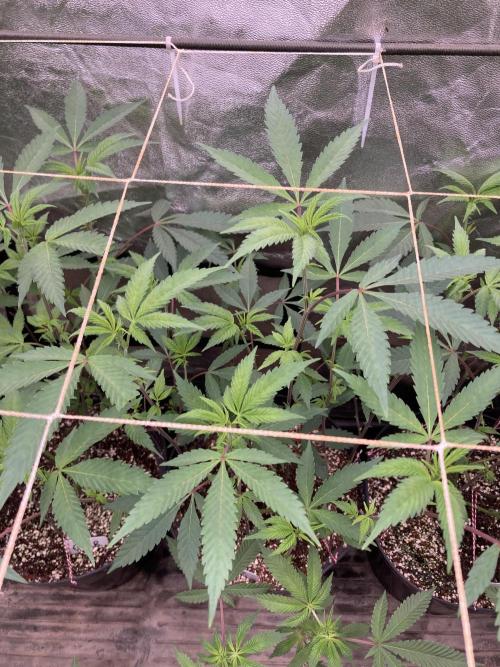 Gas Cream Runtz Clones (LIT Farms). Week 2