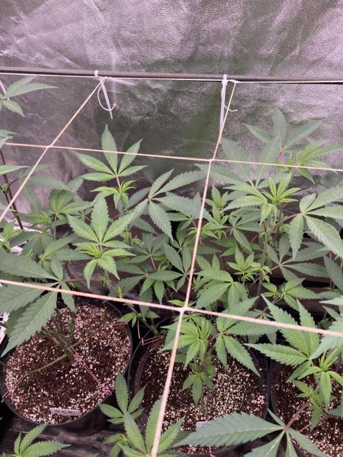 Gas Cream Runtz Clones (LIT Farms). Week 2