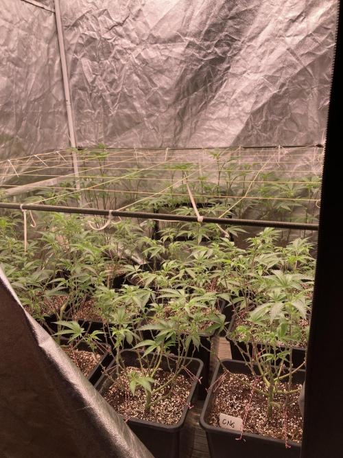 Gas Cream Runtz Clones (LIT Farms). Week 2