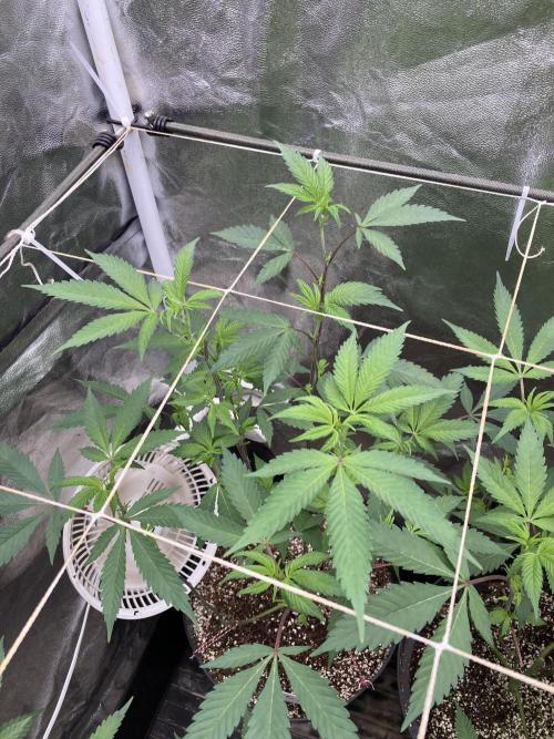 Gas Cream Runtz Clones (LIT Farms). Week 2