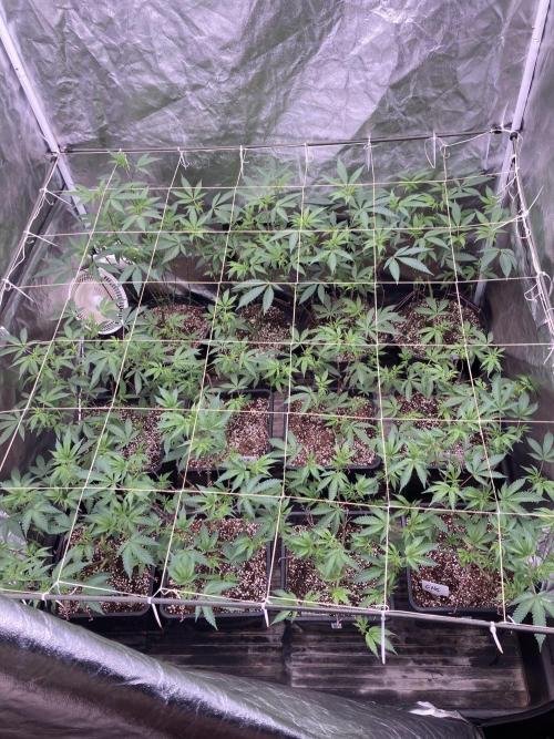 CN#2 Clones (Relentless Genetics). Week 2