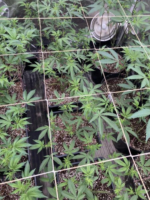 CN#2 Clones (Relentless Genetics). Week 2