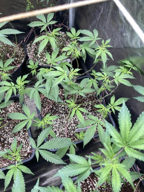 CN#2 Clones (Relentless Genetics). Week 2