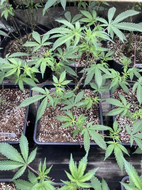 CN#2 Clones (Relentless Genetics). Week 2
