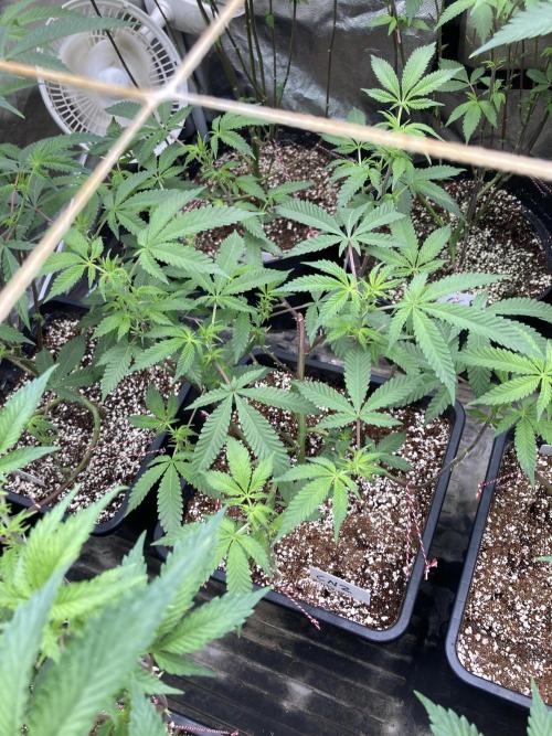 CN#2 Clones (Relentless Genetics). Week 2