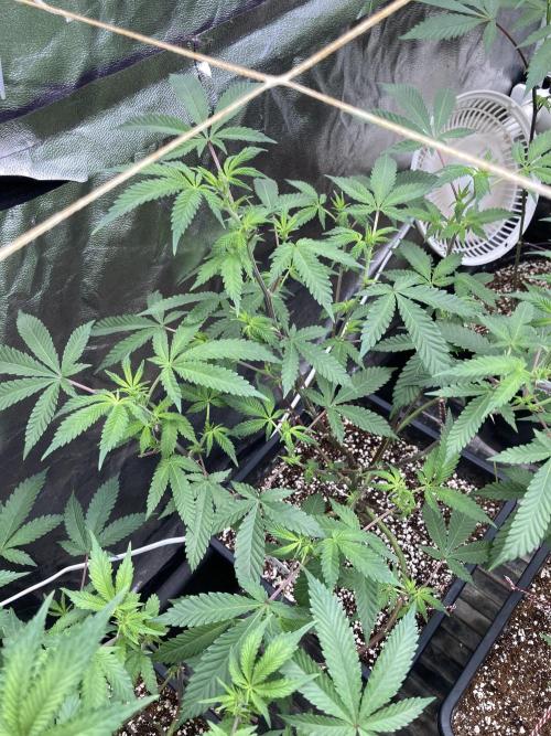 CN#2 Clones (Relentless Genetics). Week 2