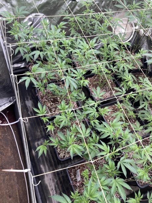 CN#6 Pora’s Purple Clones (Relentless). Week 2