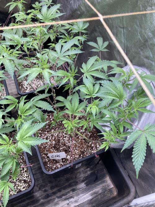 CN#6 Pora’s Purple Clones (Relentless). Week 2